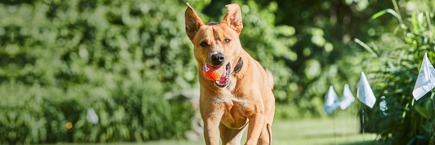 DogWatch Hidden Fences of Connecticut | Home Slider Image